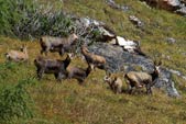 La fauna locale